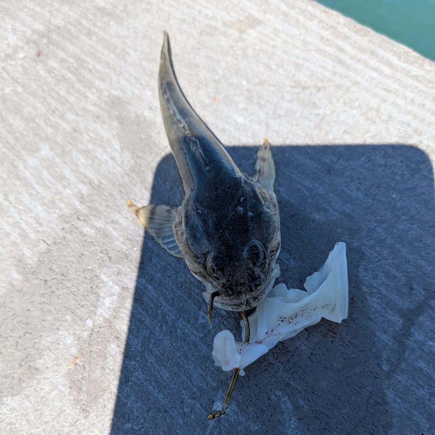 The most recent Pacific staghorn sculpin catches on Fishbrain