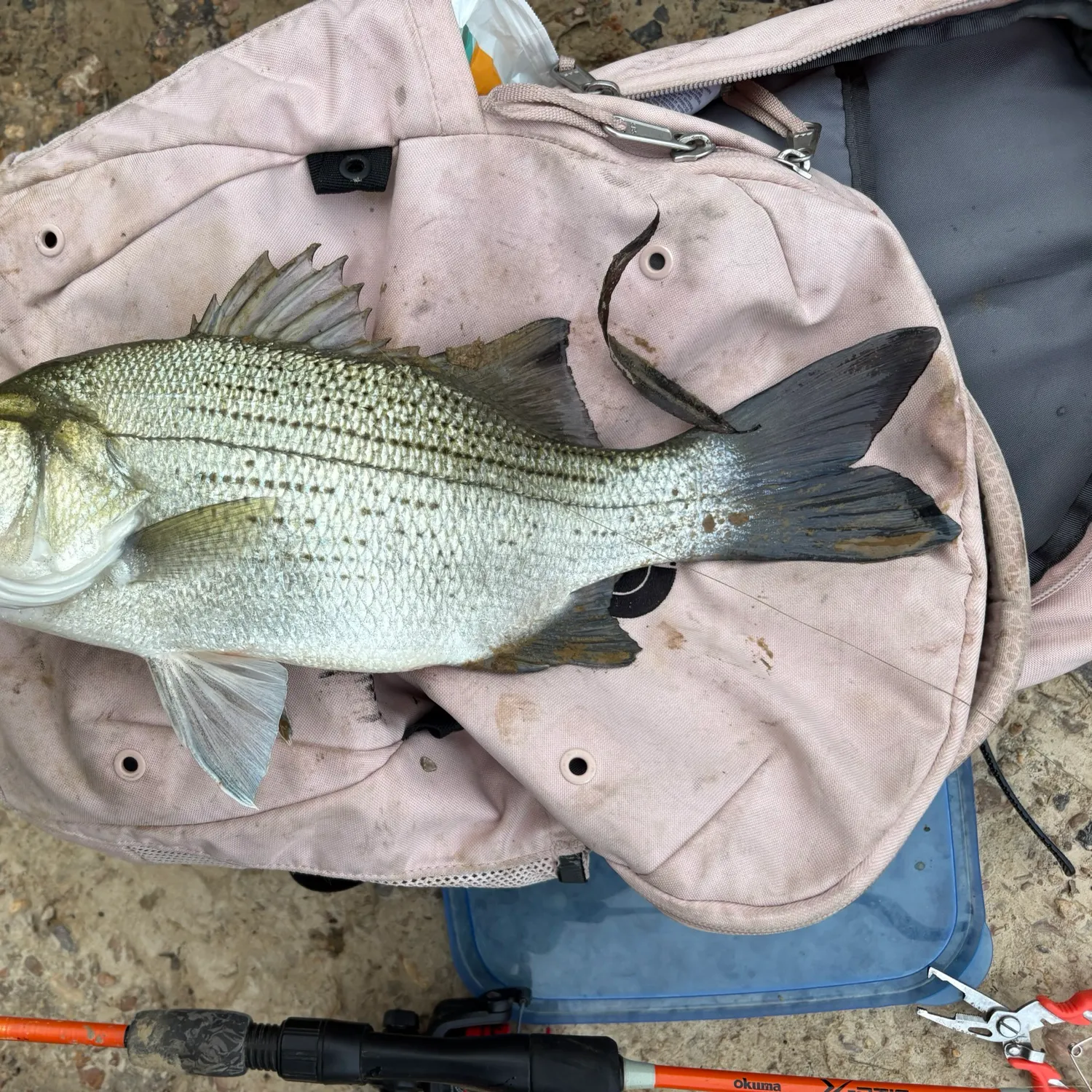The most recent White bass catches on Fishbrain