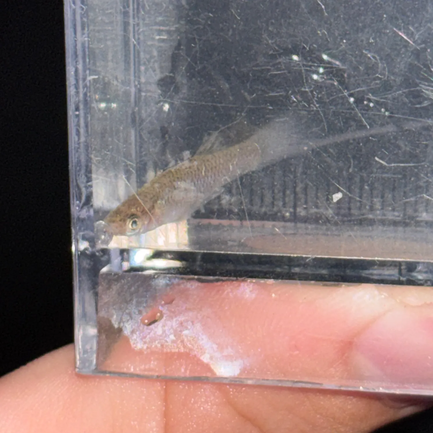 Eastern mosquitofish caught on Fishbrain