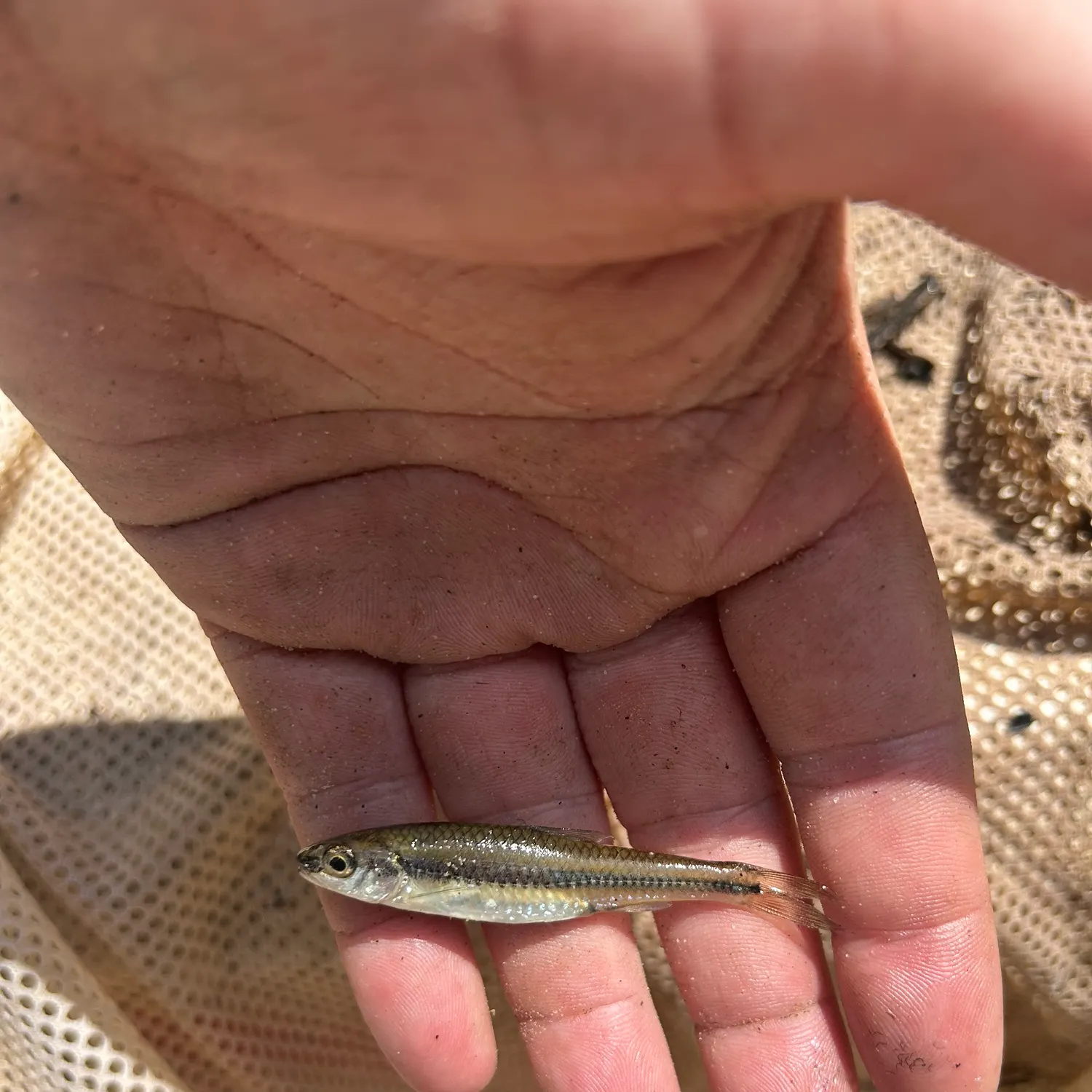The most recent Coastal shiner catches on Fishbrain
