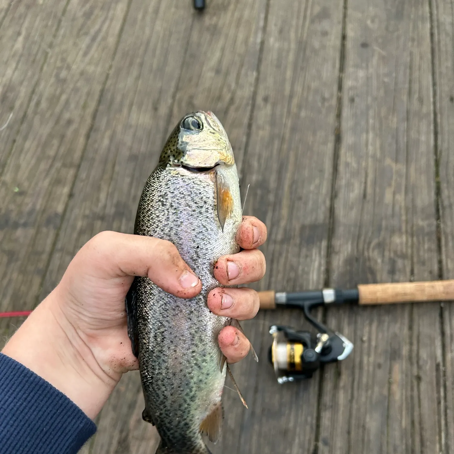 Rainbow trout caught on Fishbrain