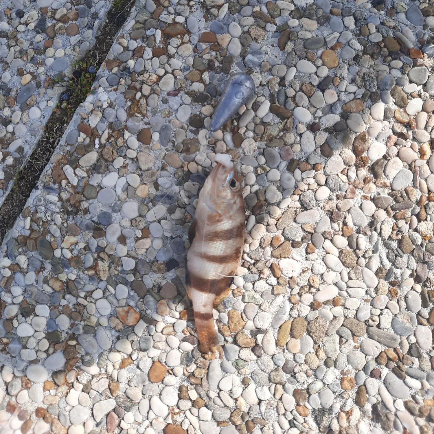 The most recent Brown comber catches on Fishbrain