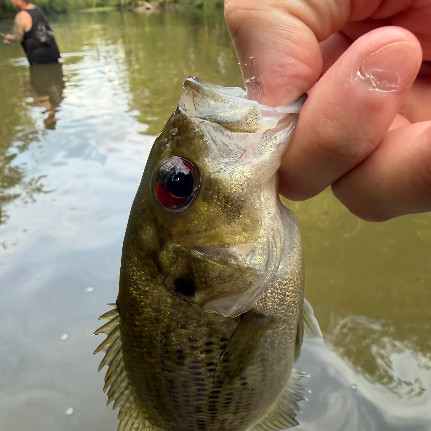 Rock bass caught on Fishbrain