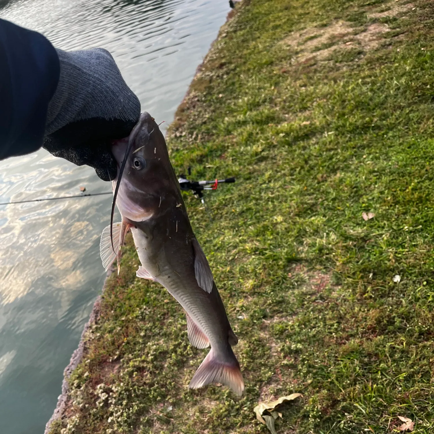 Channel catfish caught on Fishbrain