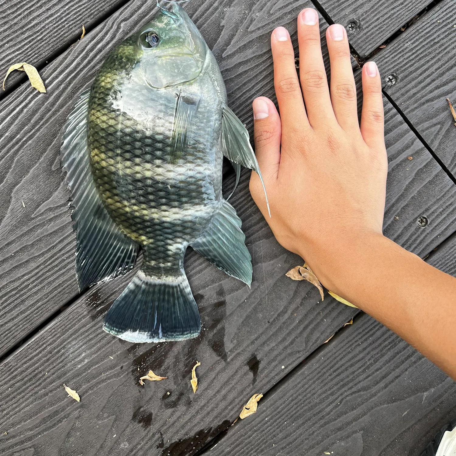 The most recent Zebra tilapia catches on Fishbrain