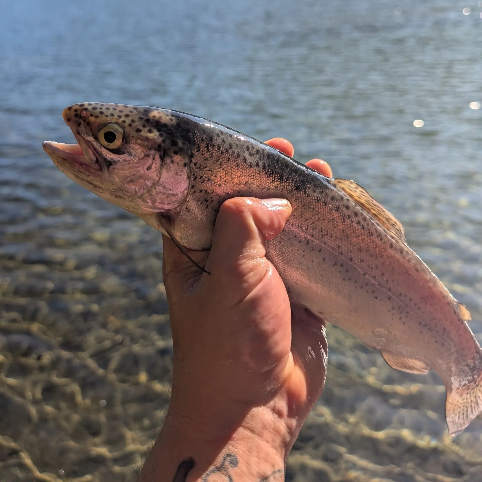 Rainbow trout caught on Fishbrain