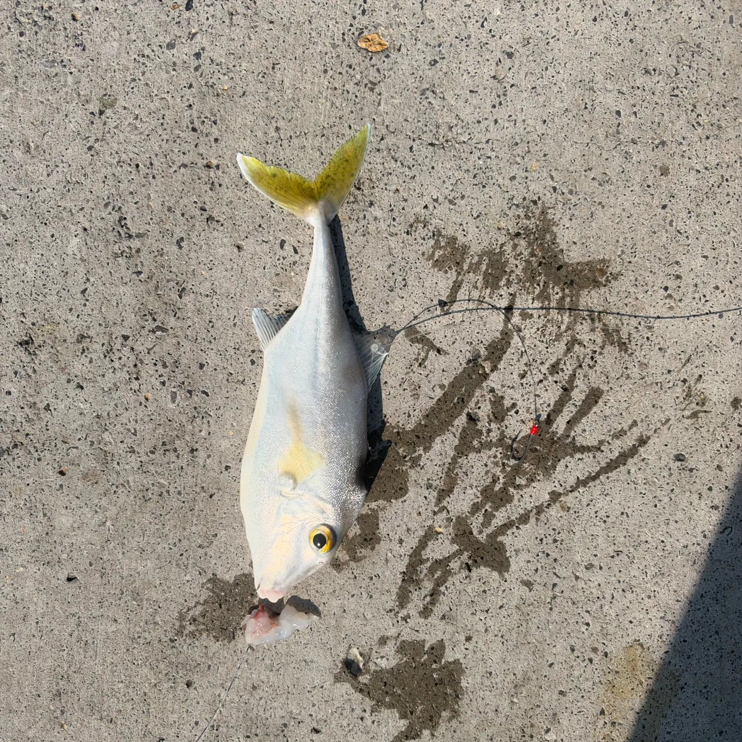 The most recent Black-flag tripodfish catches on Fishbrain