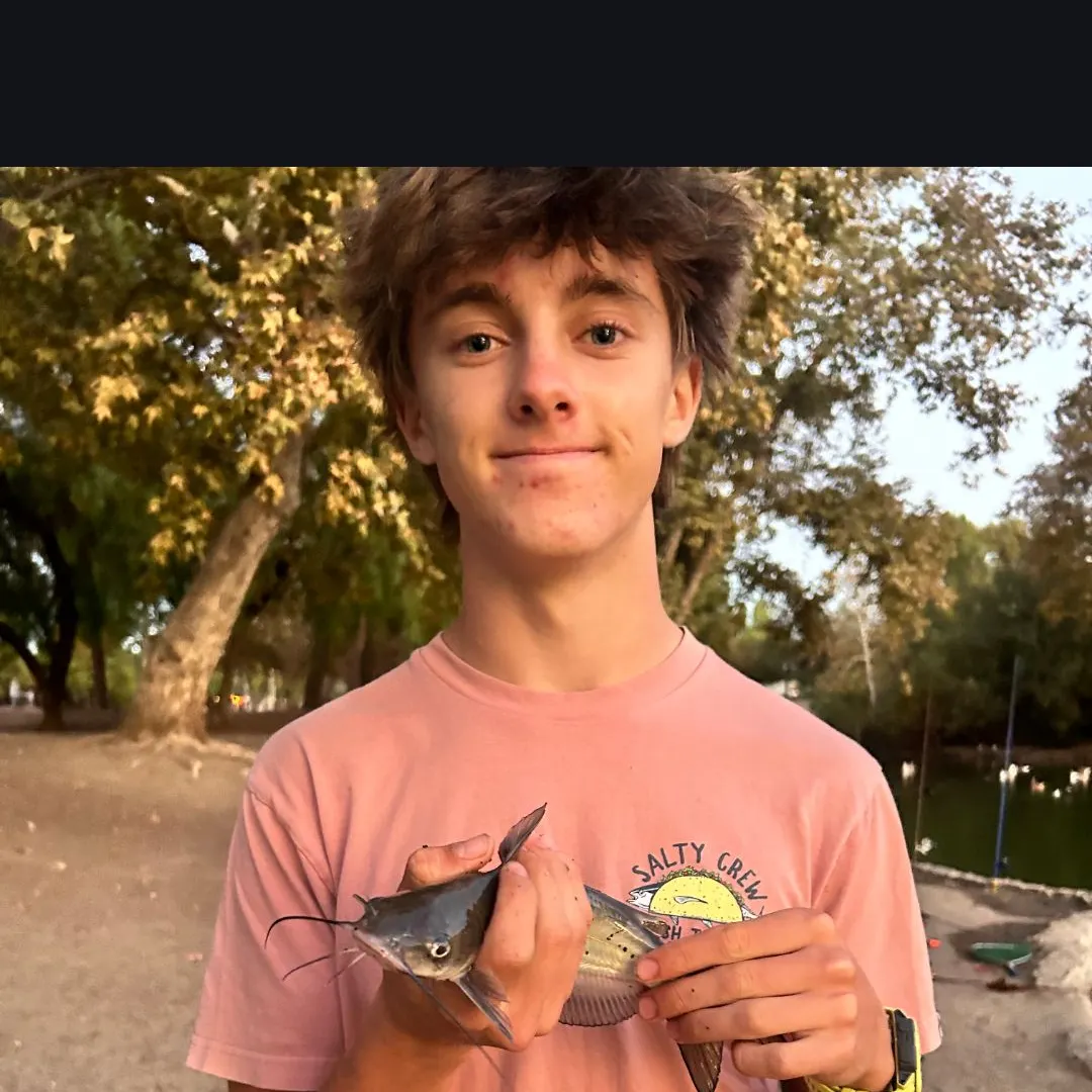 Channel catfish caught on Fishbrain