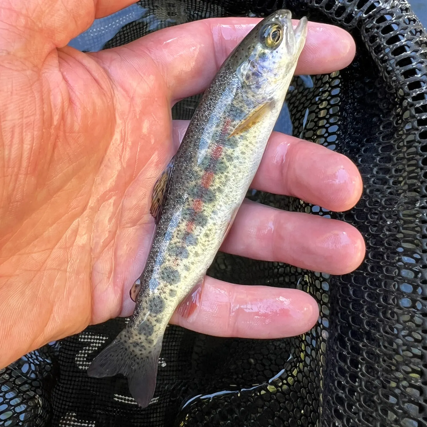 The most recent Columbia river redband trout catches on Fishbrain