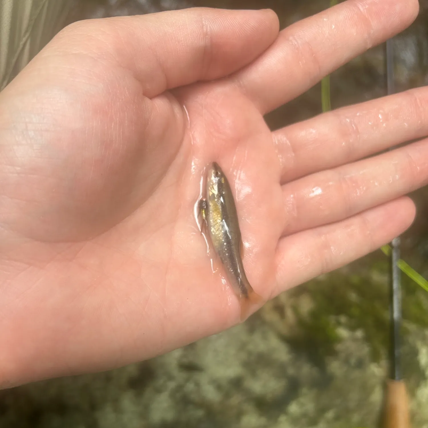 Eastern blacknose dace caught on Fishbrain