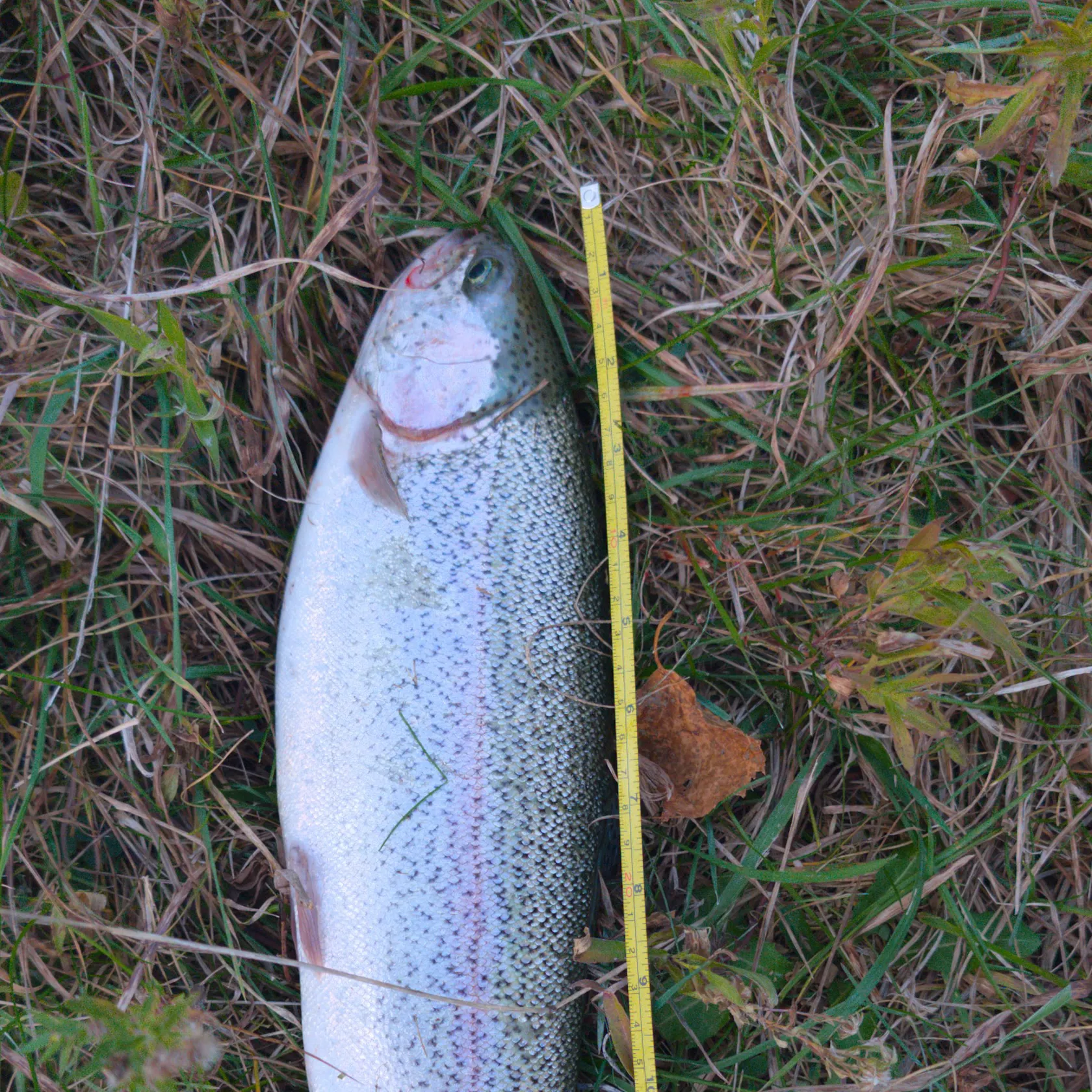 Rainbow trout caught on Fishbrain
