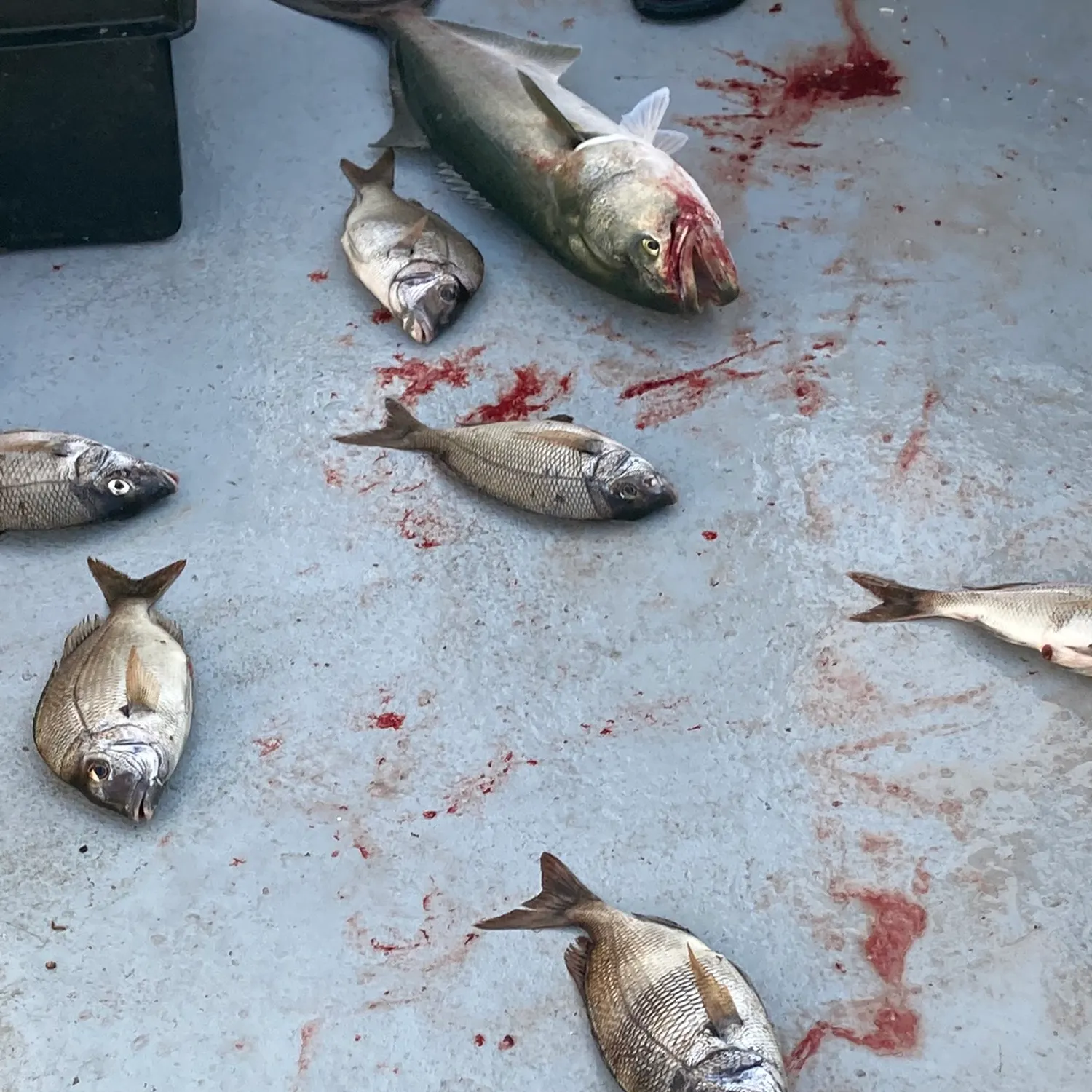 The most recent Blackhead seabream catches on Fishbrain