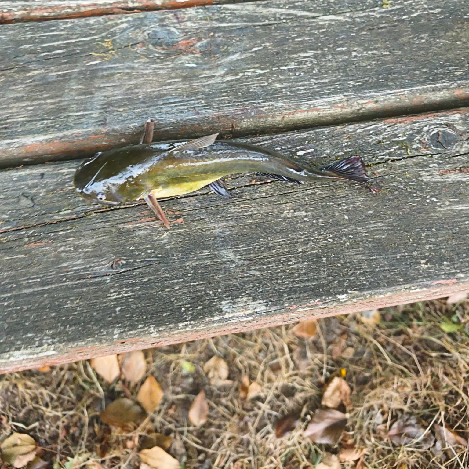 Black bullhead caught on Fishbrain