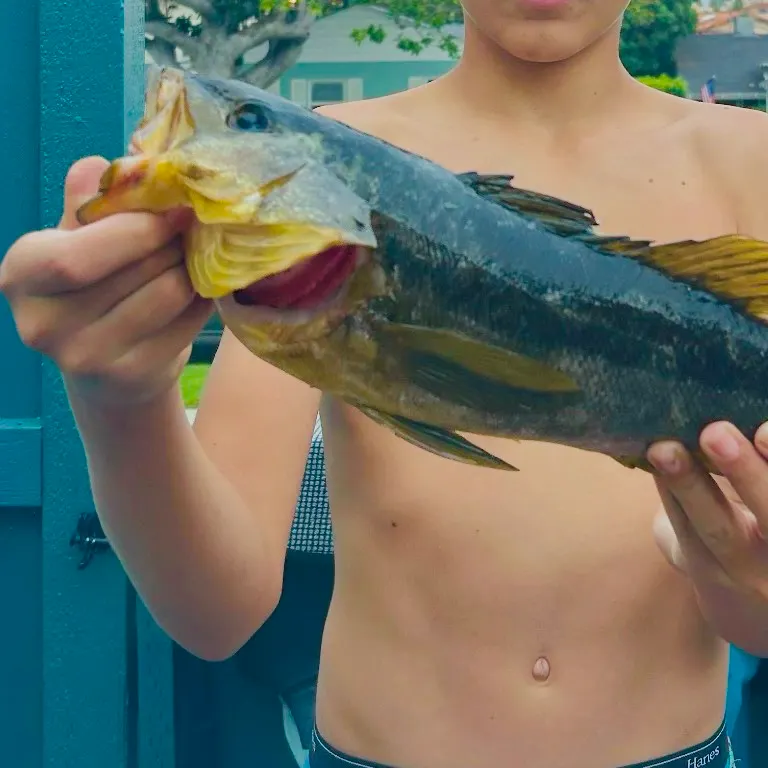 Kelp bass caught on Fishbrain