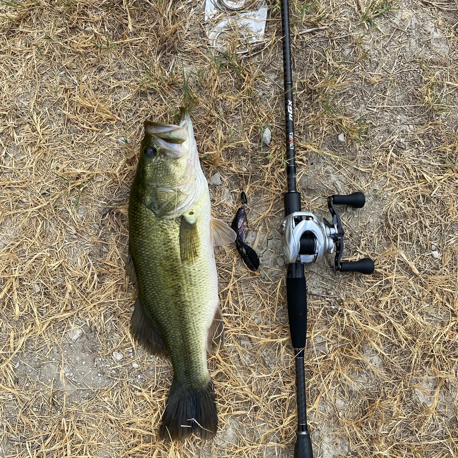 Largemouth bass caught on Fishbrain