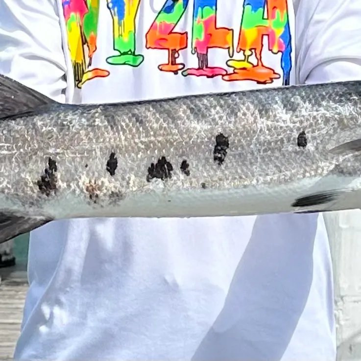 The most recent Great barracuda catches on Fishbrain