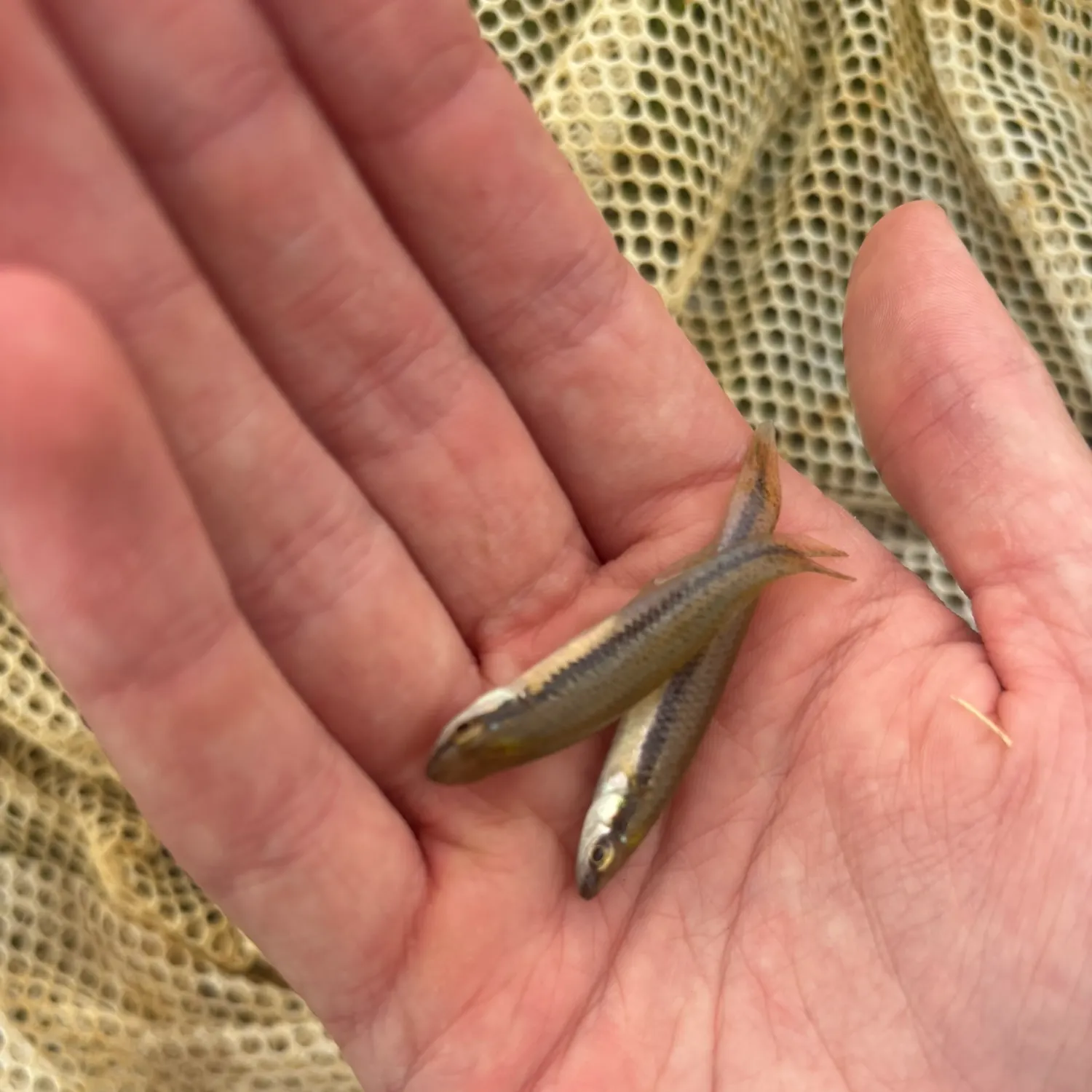 Bluntnose minnow caught on Fishbrain