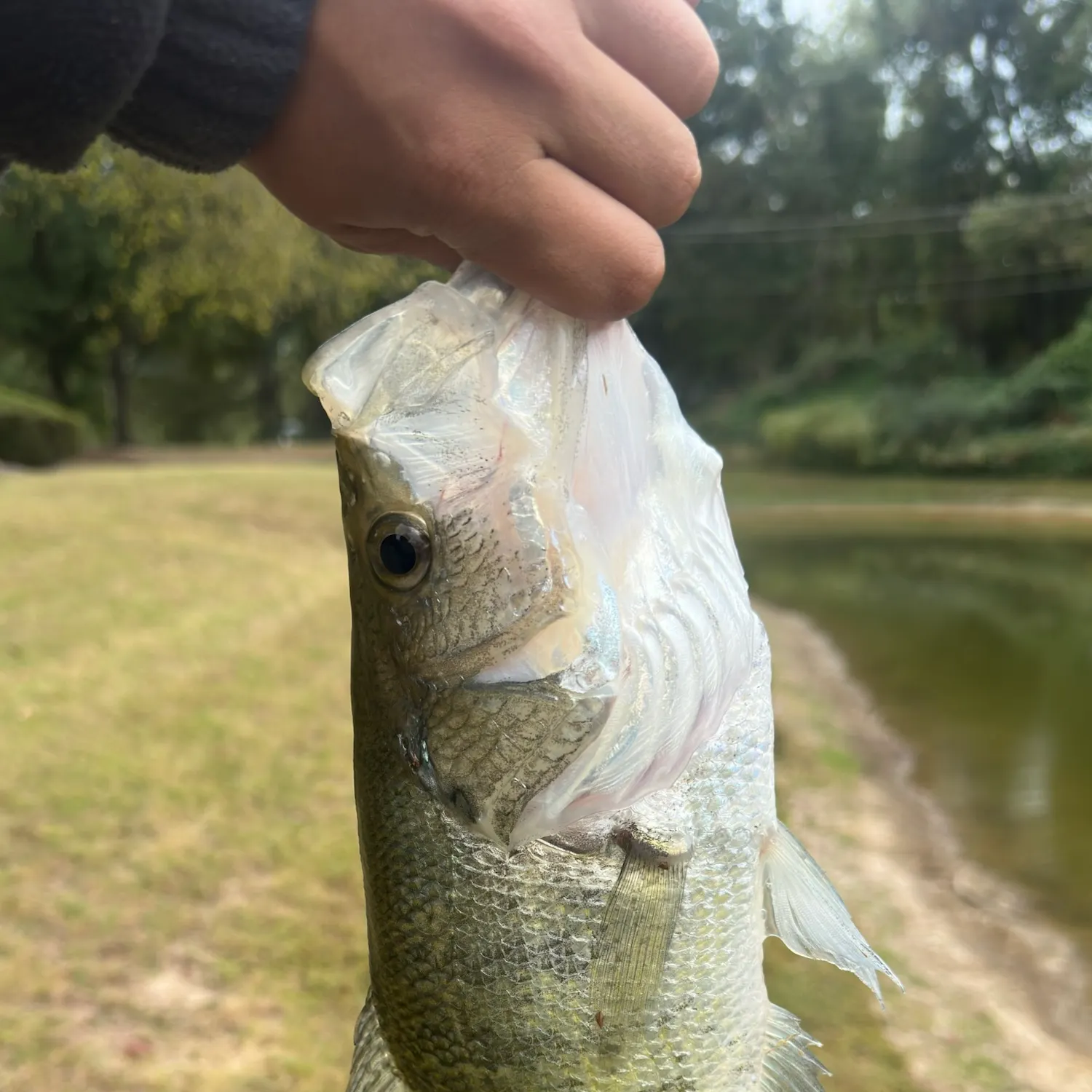 White crappie caught on Fishbrain