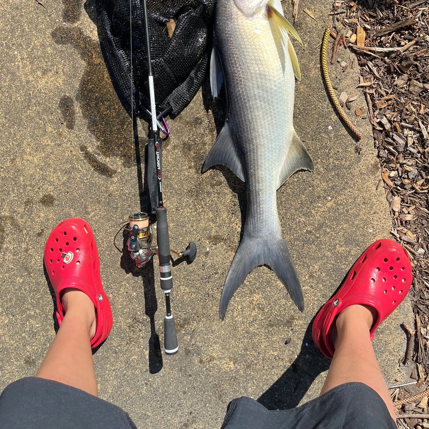 The most recent King threadfin catches on Fishbrain