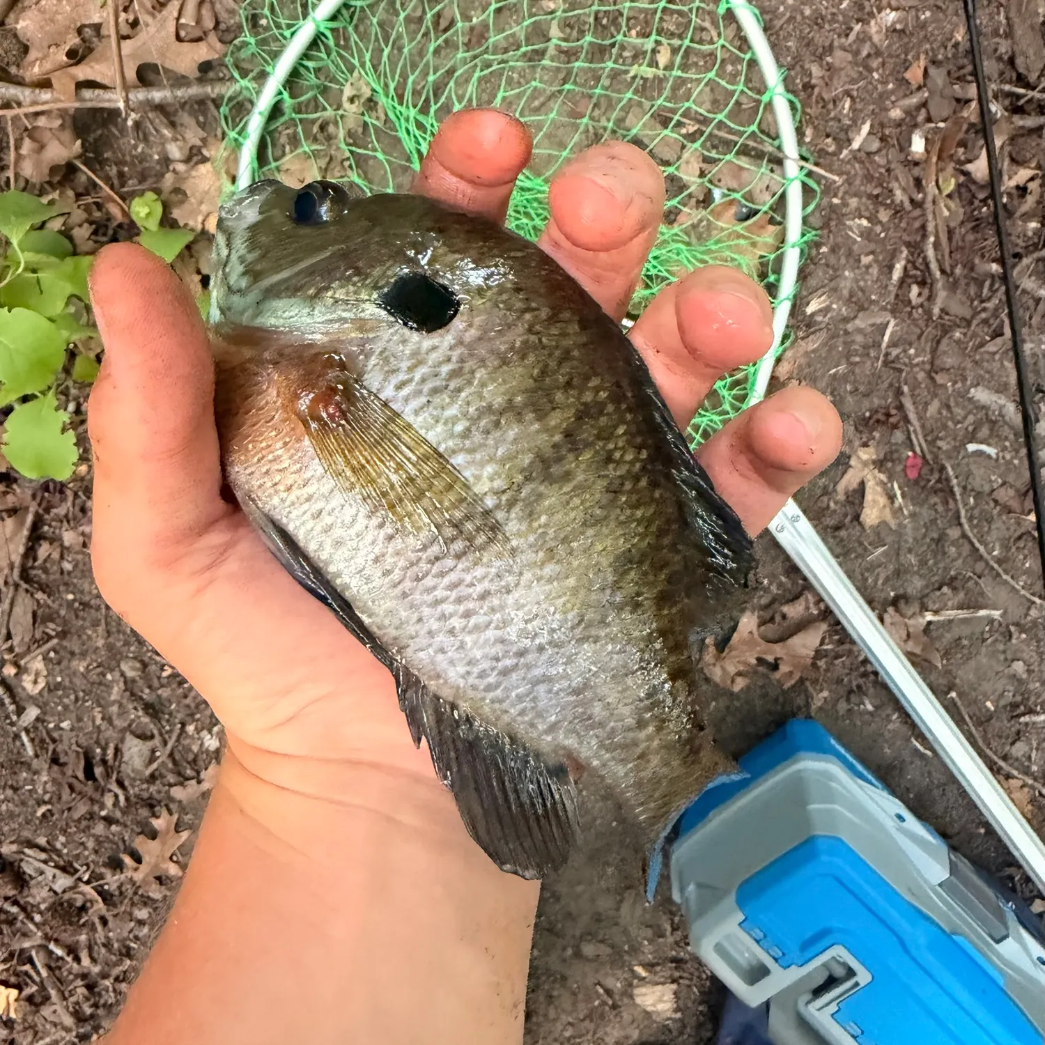 Bluegill caught on Fishbrain