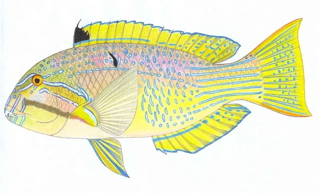 Bluespotted tuskfish