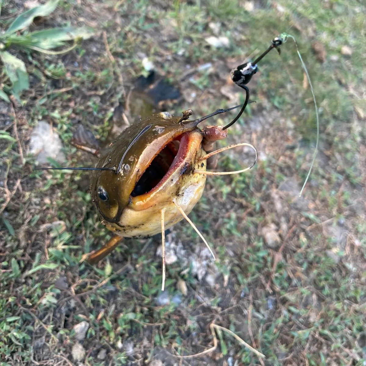 Black bullhead caught on Fishbrain