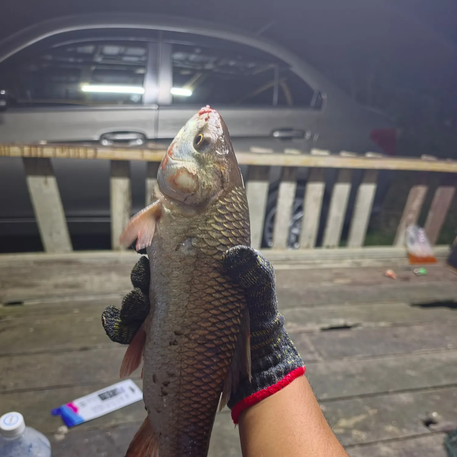 The most recent Rohu carp catches on Fishbrain