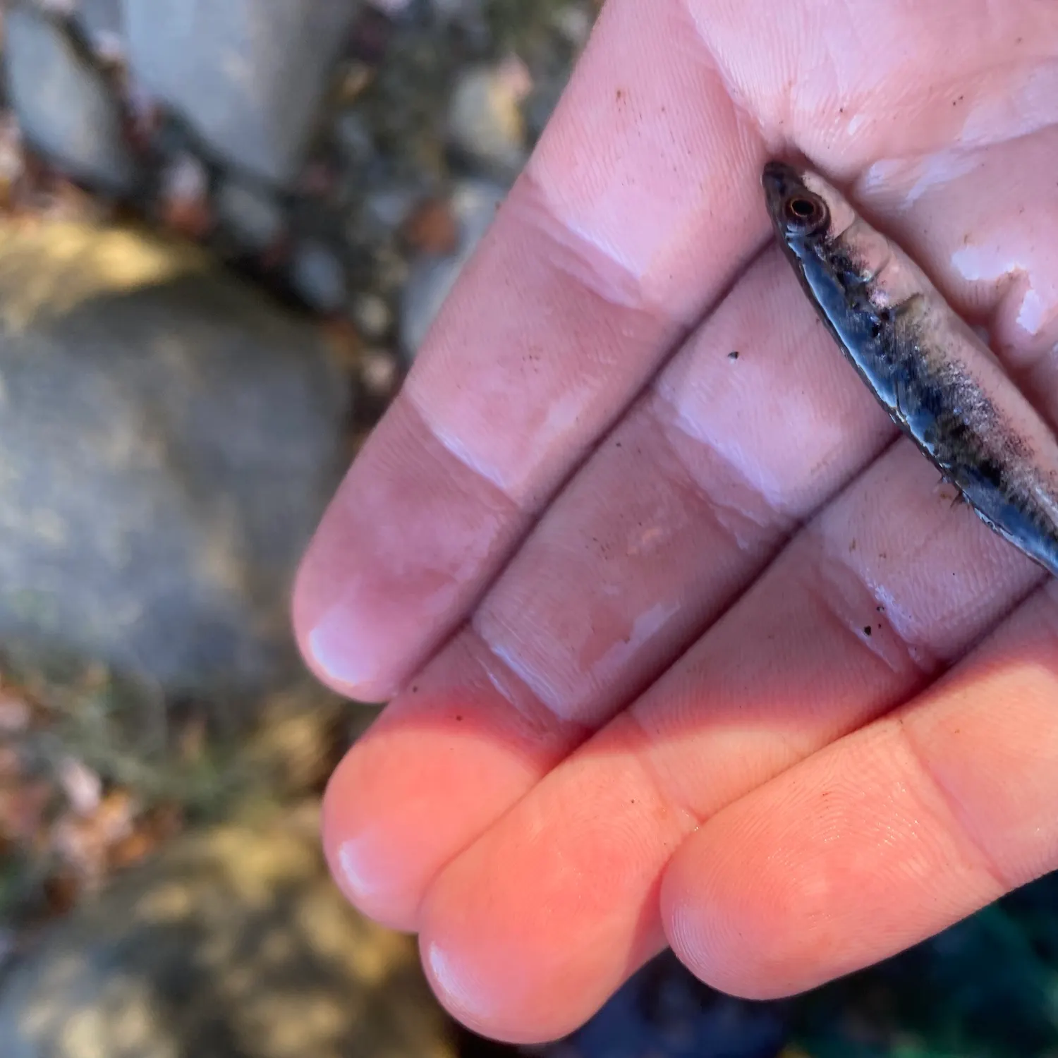 The most recent Ninespine stickleback catches on Fishbrain