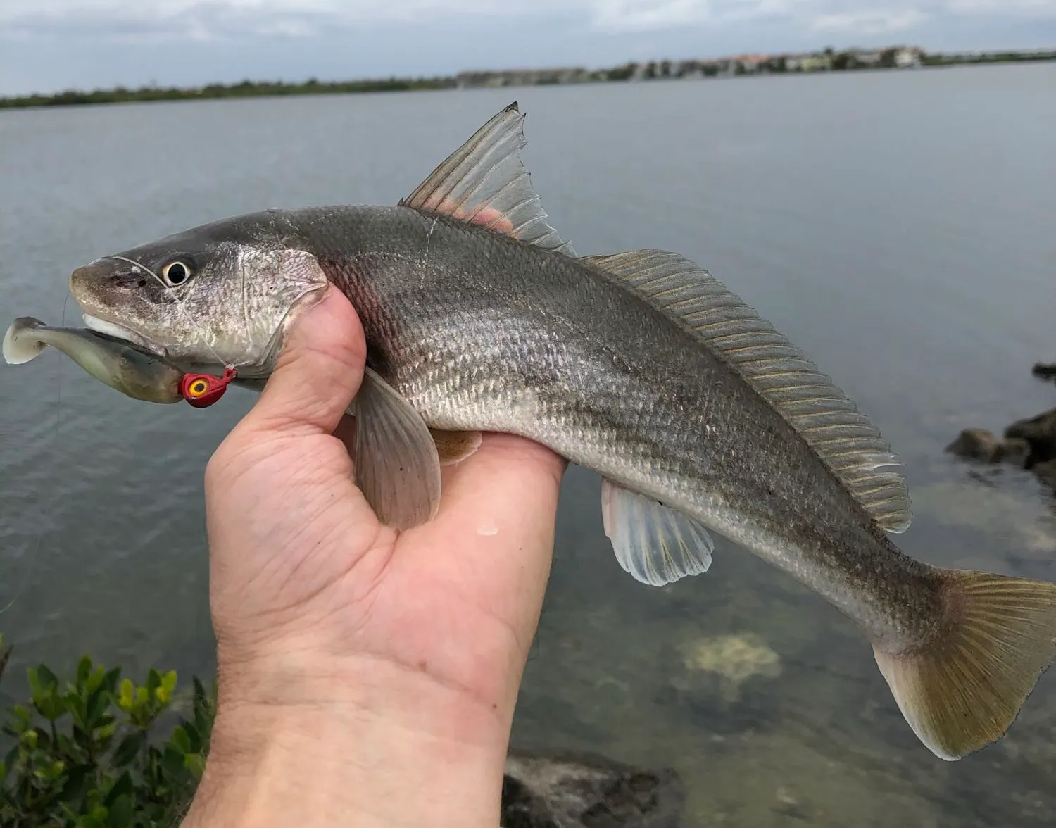 Southern kingcroaker