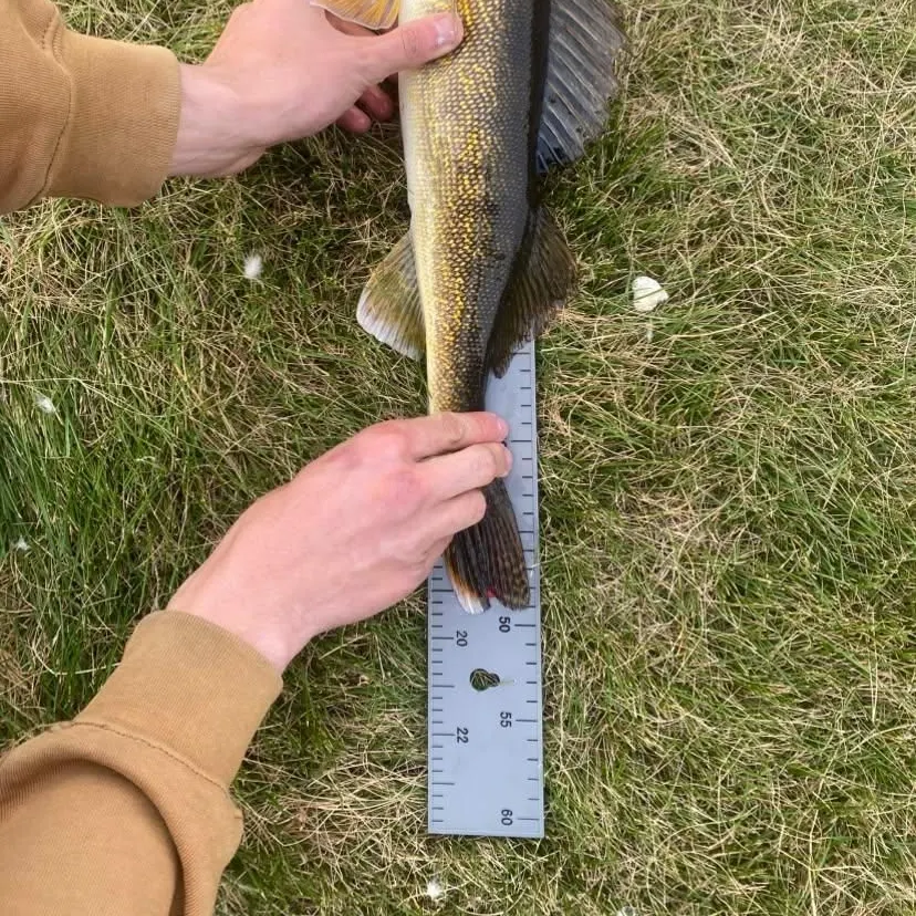 Walleye caught on Fishbrain