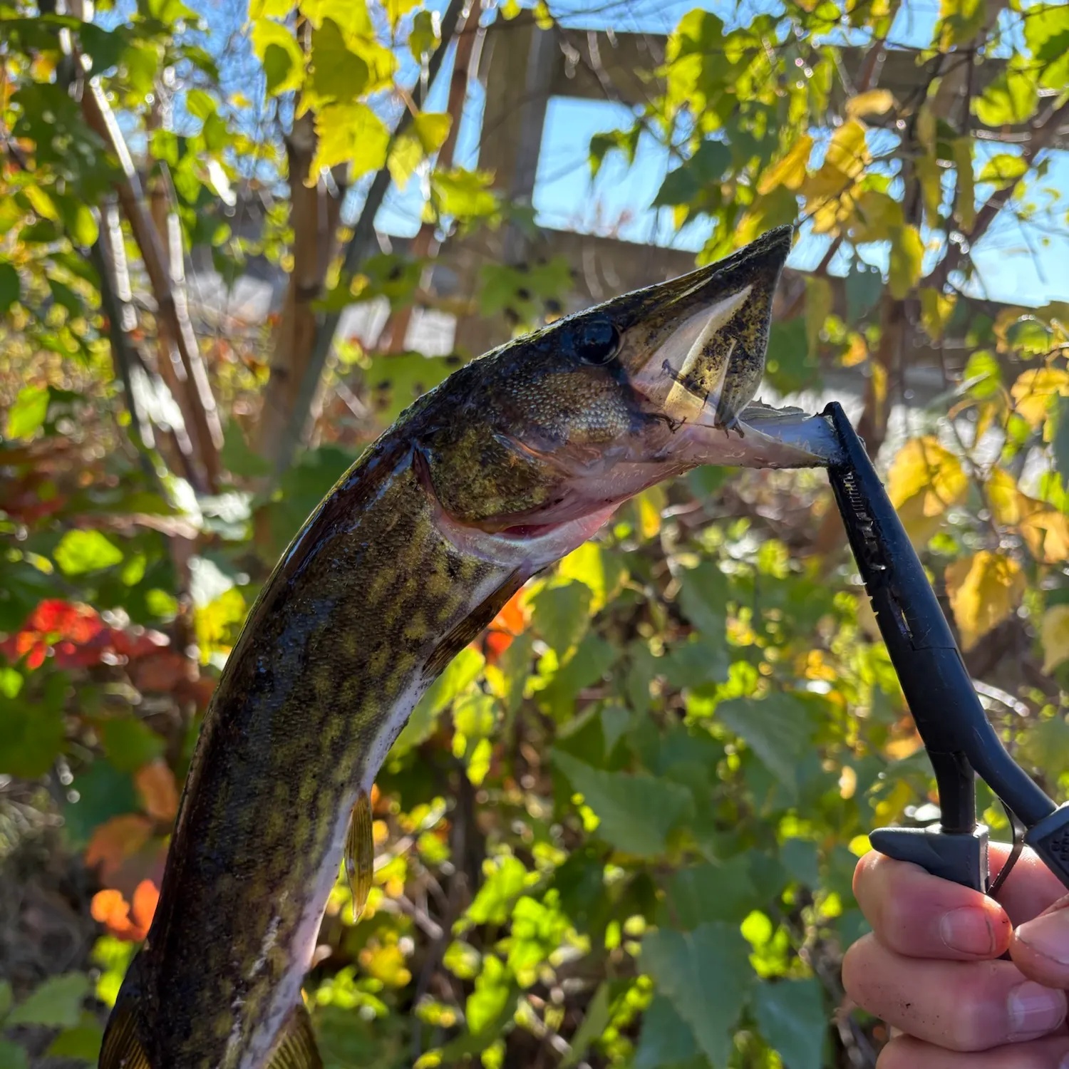 Chain pickerel caught on Fishbrain