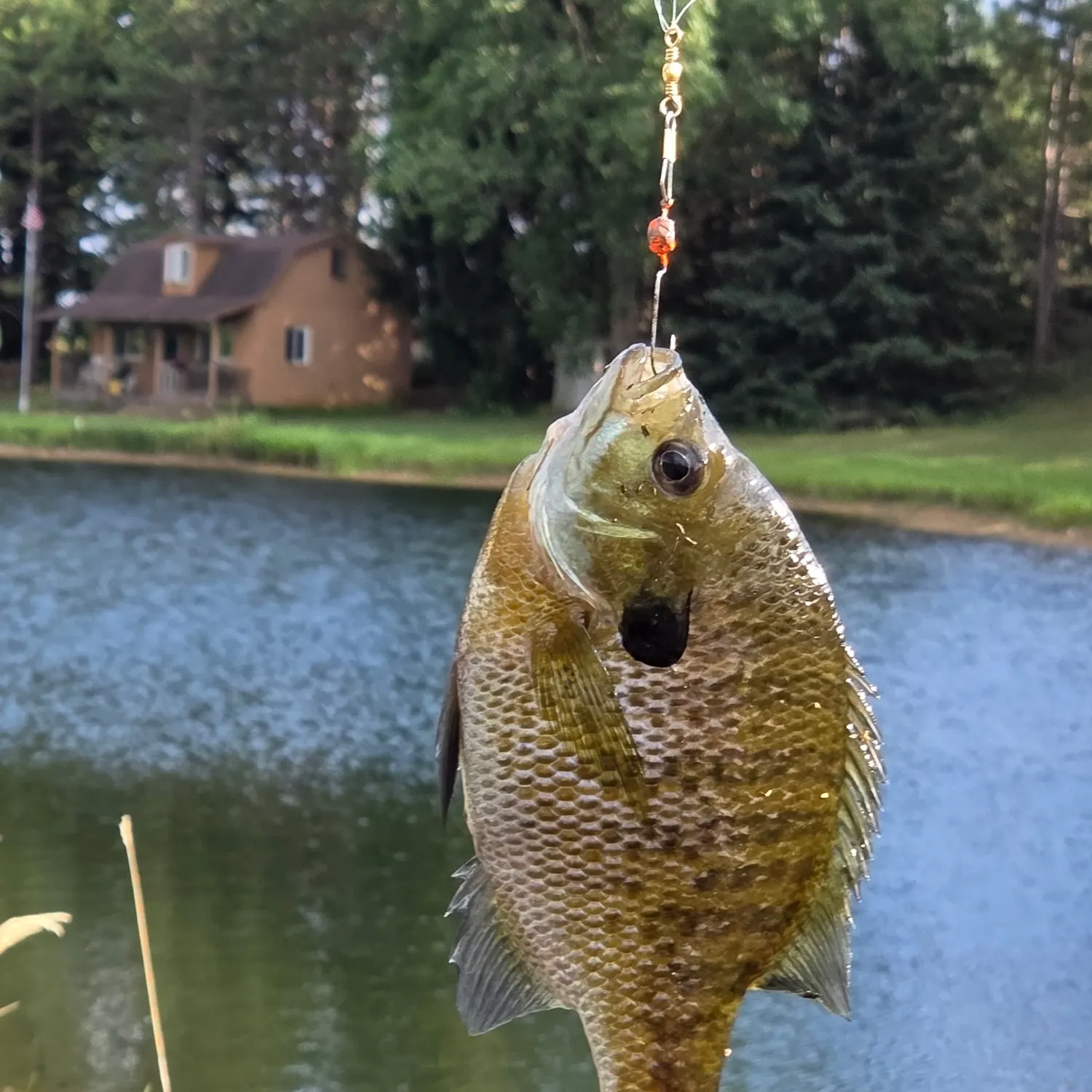 The most recent Wargill hybrid catches on Fishbrain