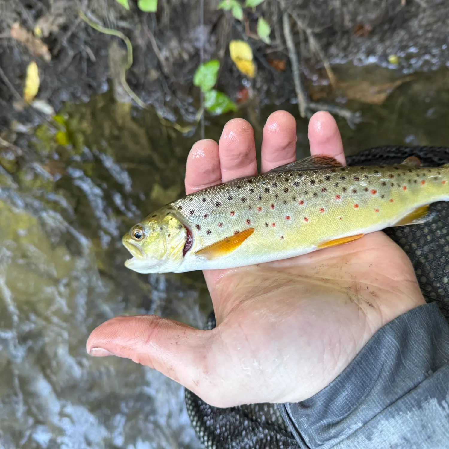 Brown trout caught on Fishbrain