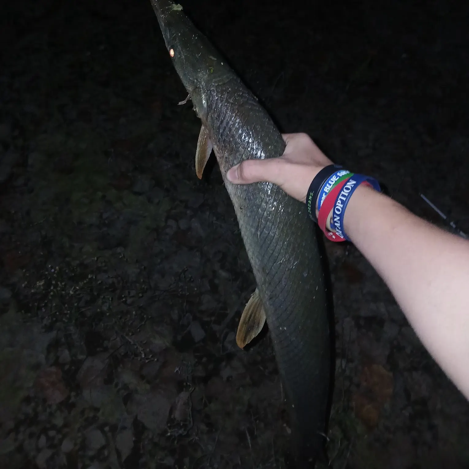 recently logged catches