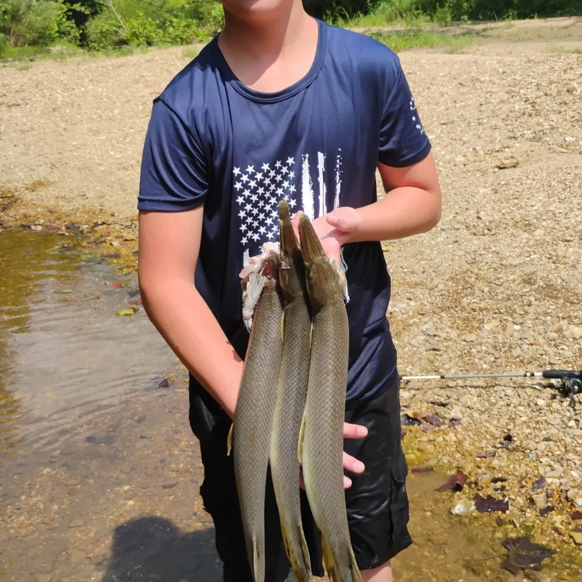 Shortnose gar caught on Fishbrain