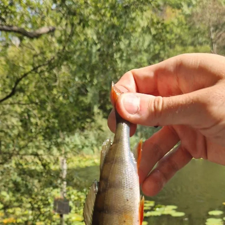 European perch caught on Fishbrain