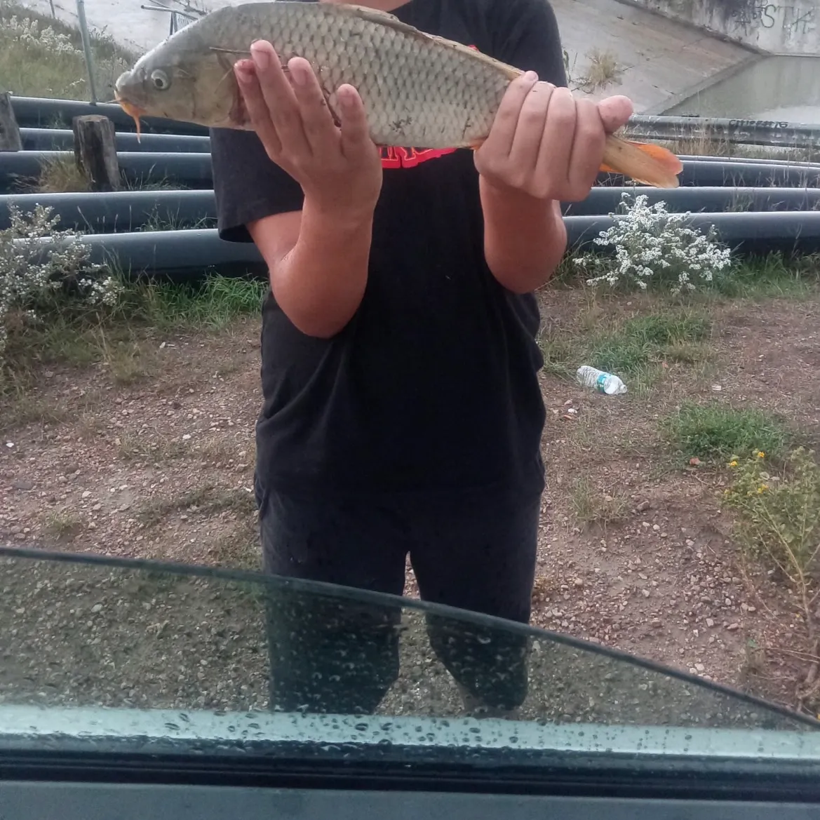 Common carp caught on Fishbrain
