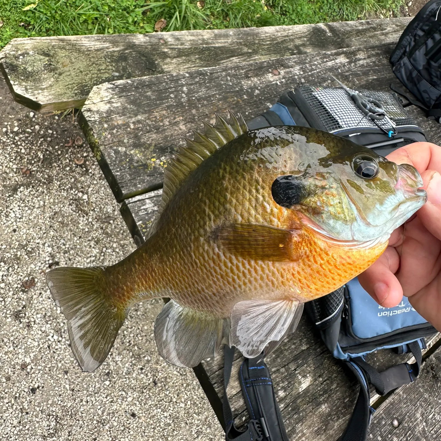 Greengill hybrid caught on Fishbrain