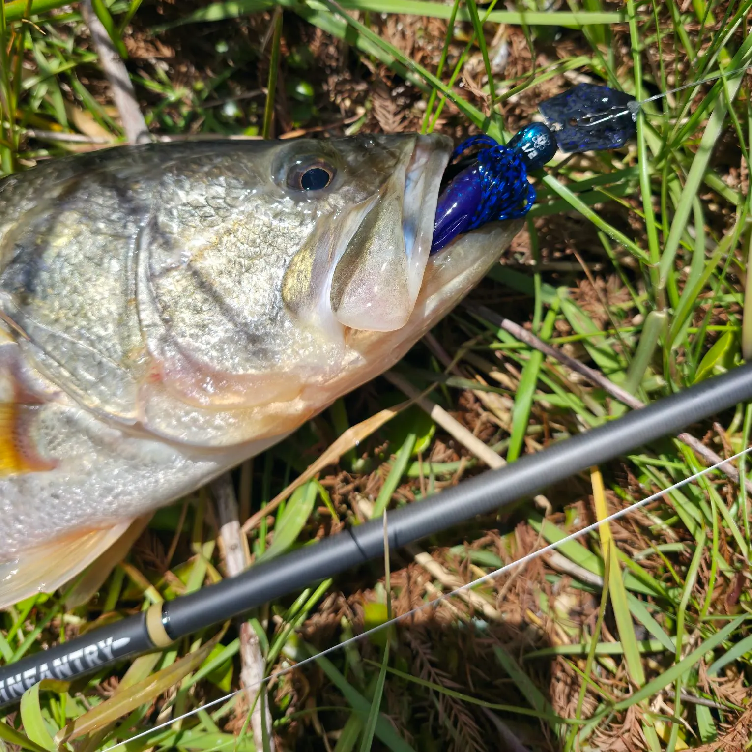 The most recent Florida bass catches on Fishbrain