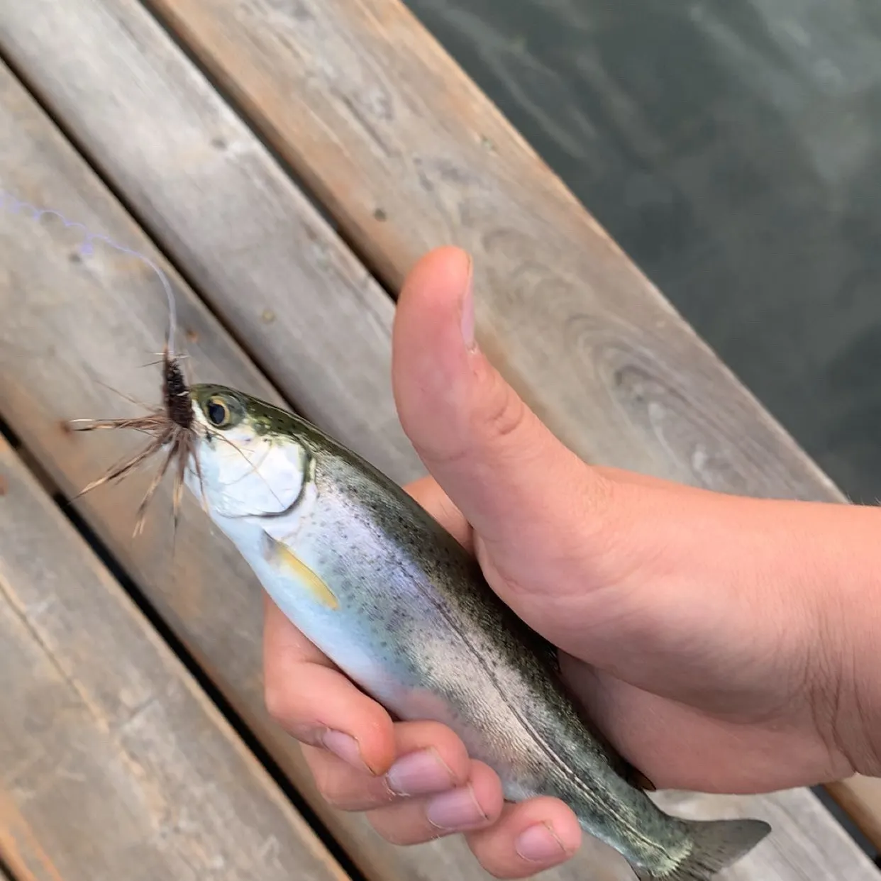 The most recent Kamloops trout catches on Fishbrain