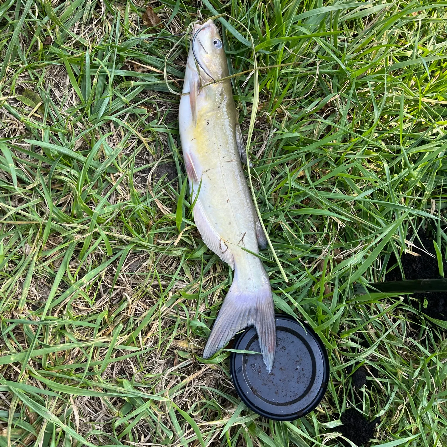 Channel catfish caught on Fishbrain