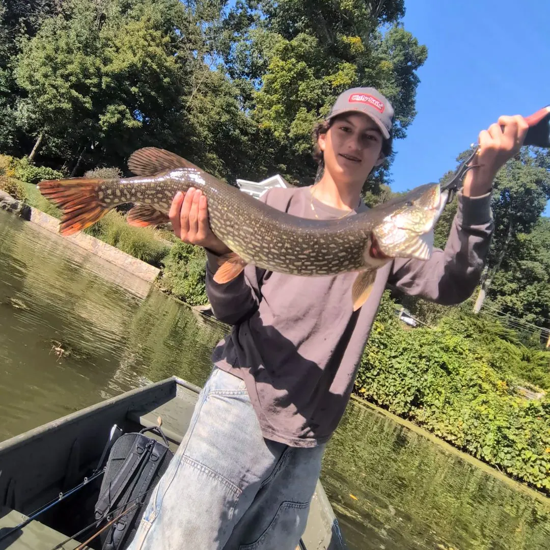 Northern pike caught on Fishbrain