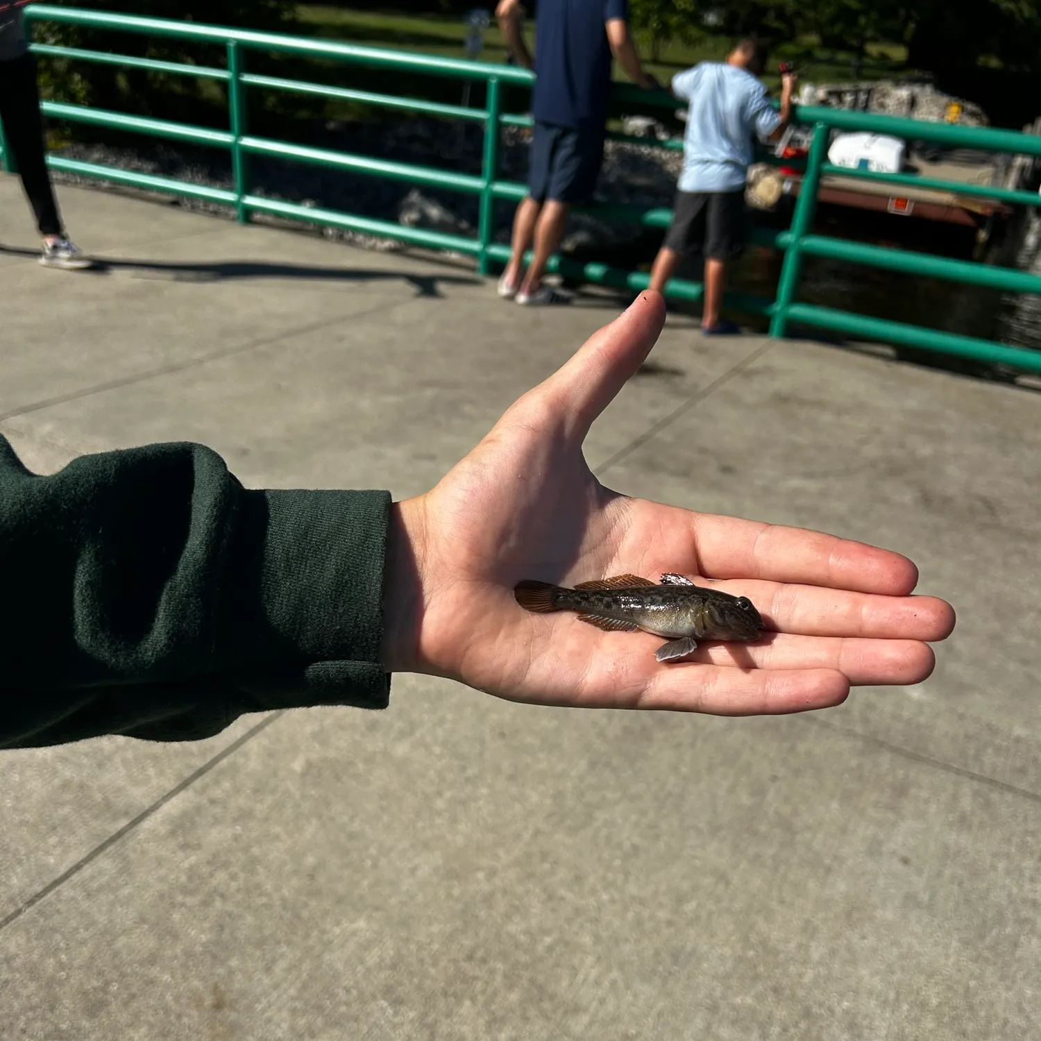Round goby caught on Fishbrain