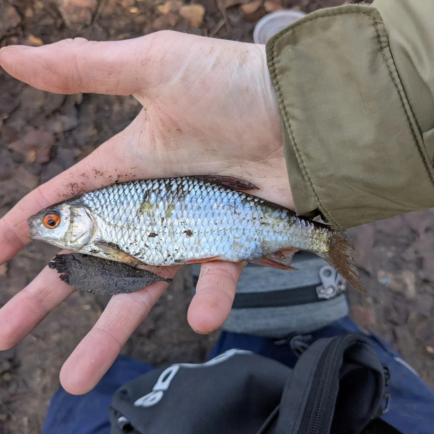 The most recent Common roach catches on Fishbrain