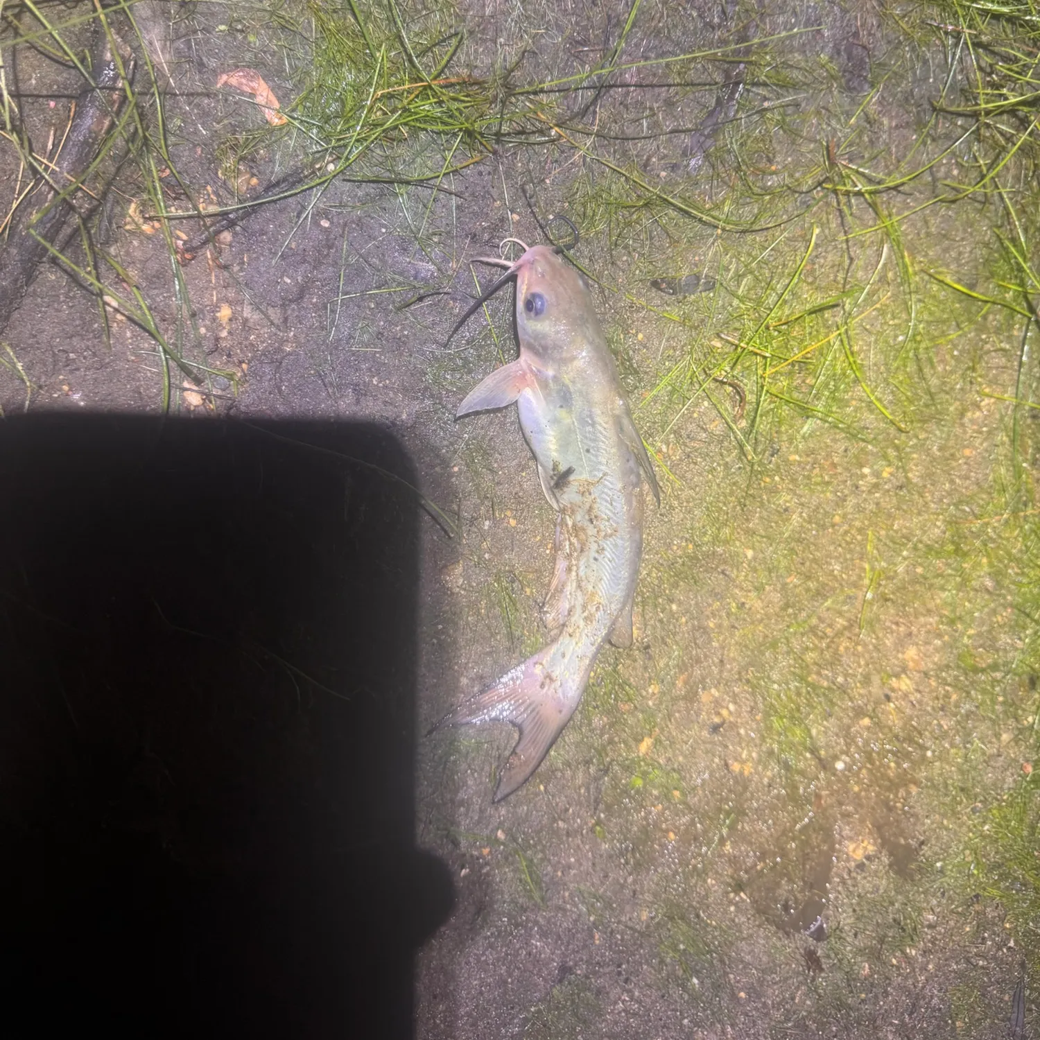 Channel catfish caught on Fishbrain
