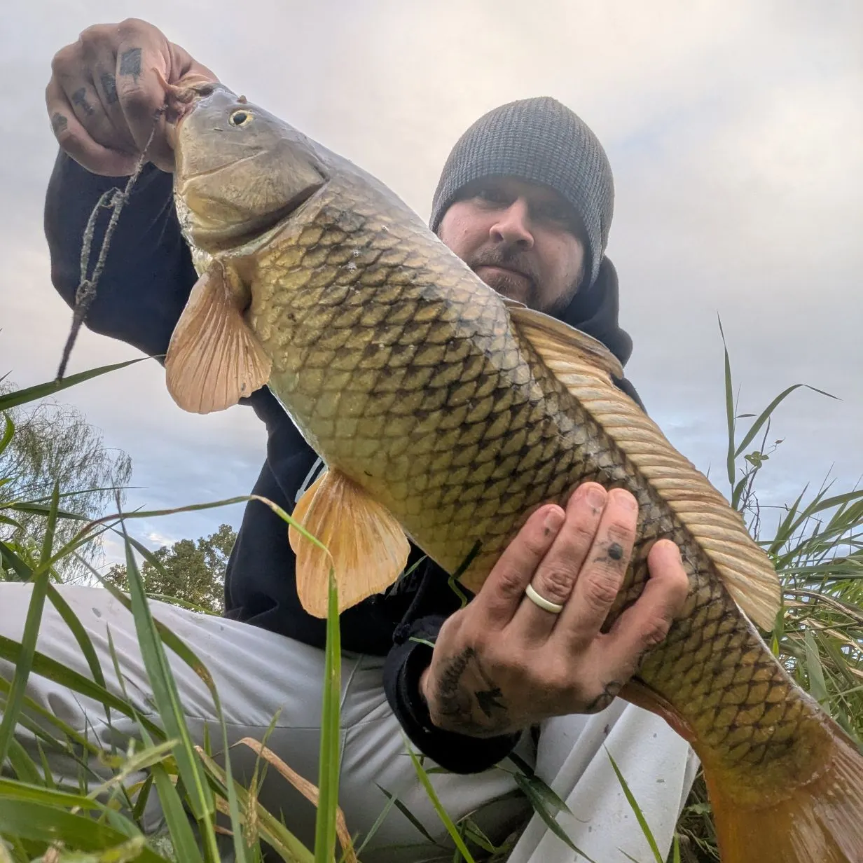Common carp caught on Fishbrain