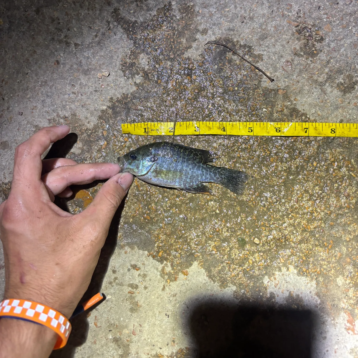 Greengill hybrid caught on Fishbrain