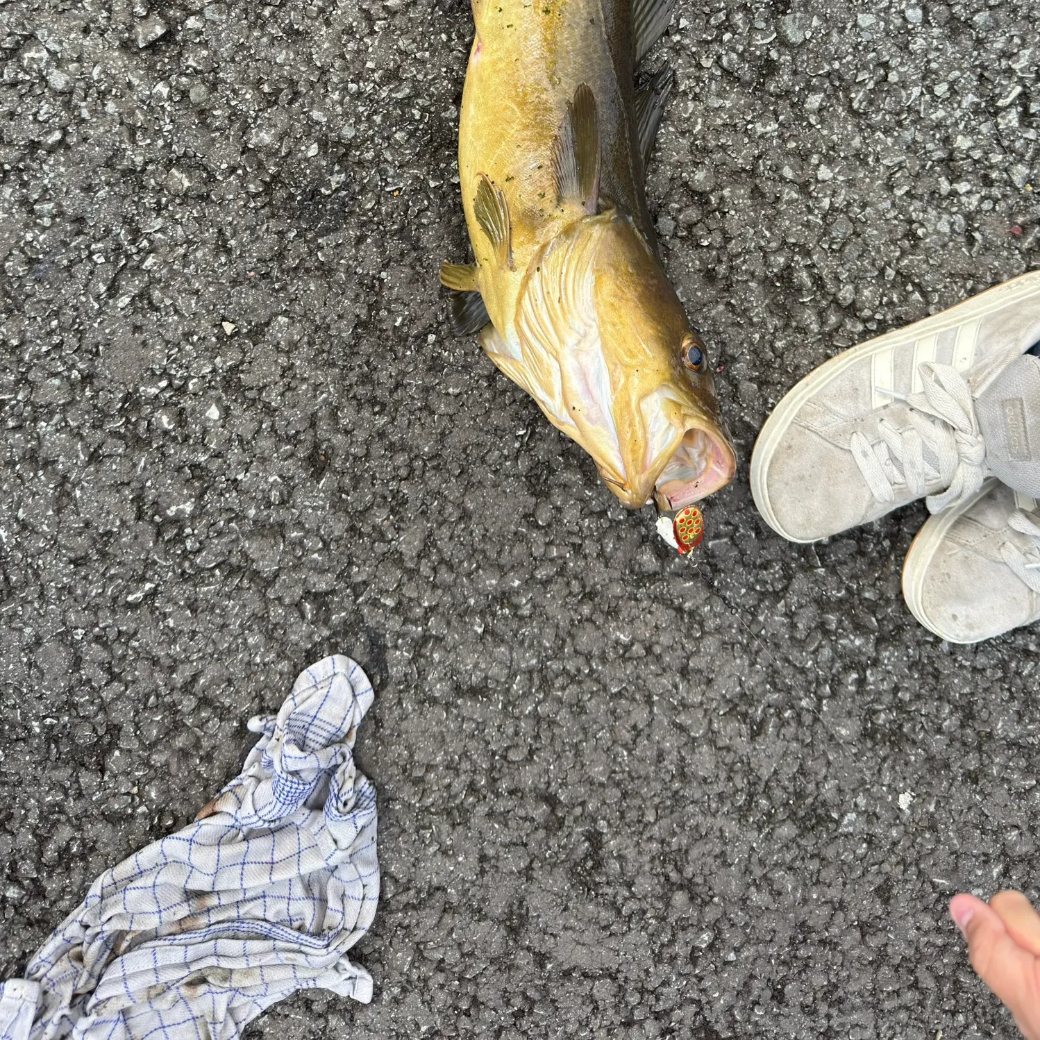 catch