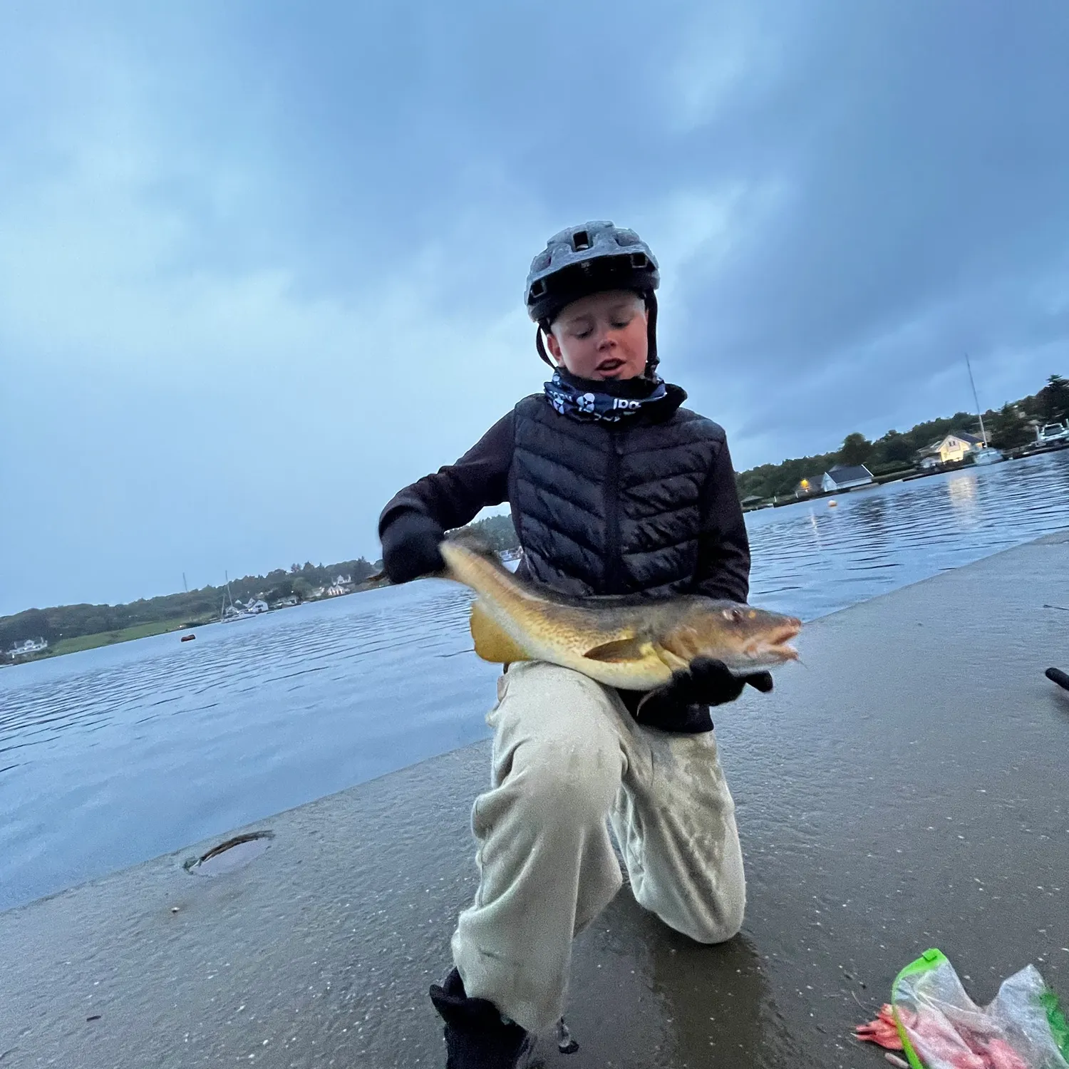 Atlantic cod caught on Fishbrain