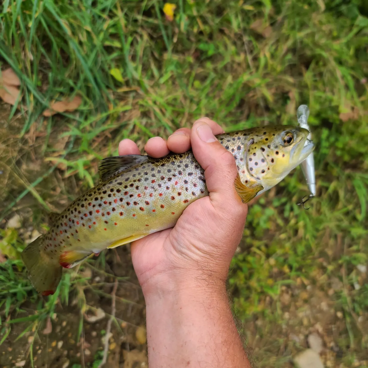 Brown trout caught on Fishbrain
